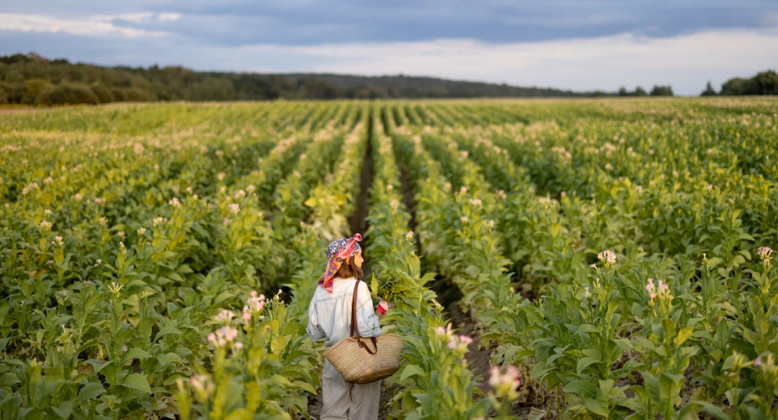 Abonan más de 4 M€ en ayudas a productores de tabaco en Extremadura