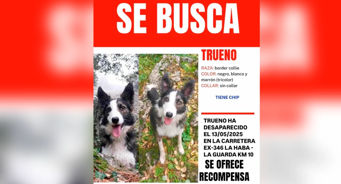 La familia de Trueno, un perro desaparecido tras un accidente en La Haba, pide ayuda para encontrarlo
