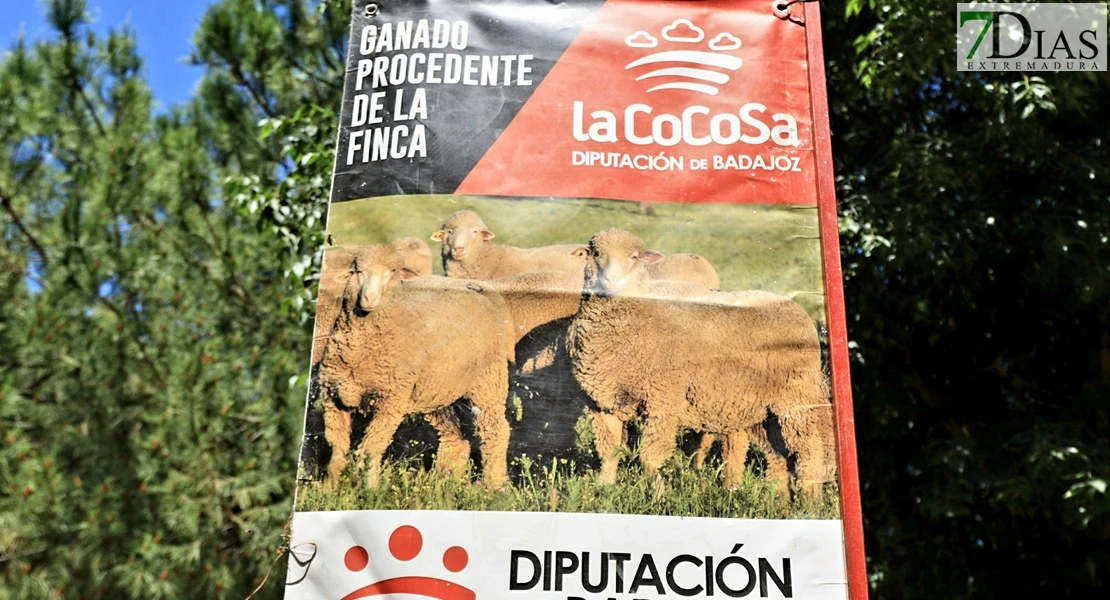 Vive la Trashumancia y la Feria del Queso de Valverde de Leganés: un viaje que da sabor a la tradición
