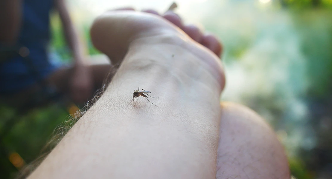 “Va a ser un verano plagado de mosquitos”