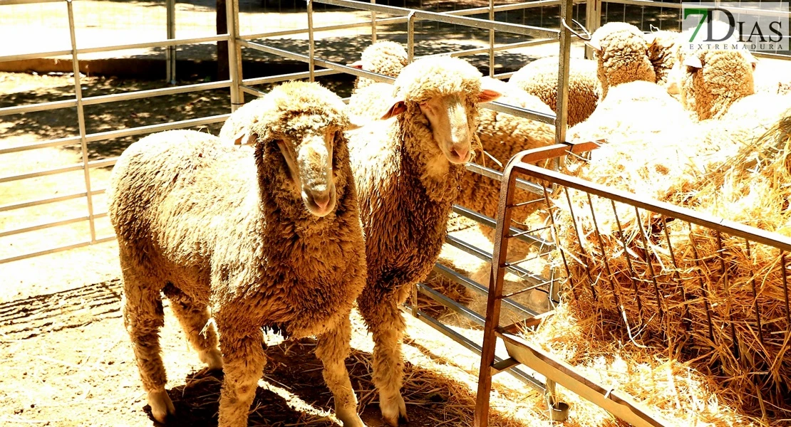 Vive la Trashumancia y la Feria del Queso de Valverde de Leganés: un viaje que da sabor a la tradición