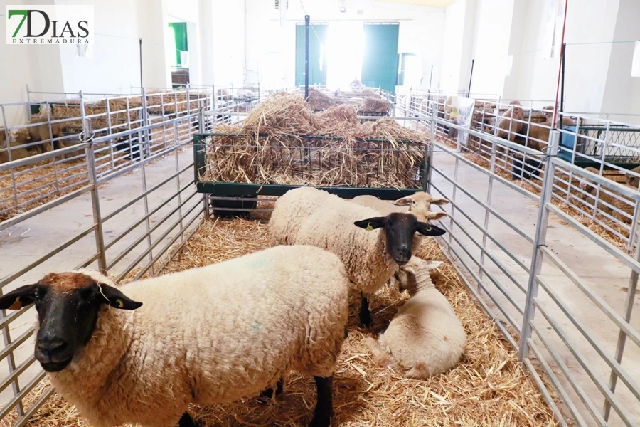 Tradición con arraigo: la feria ganadera de Alconchel celebra 184 años de historia