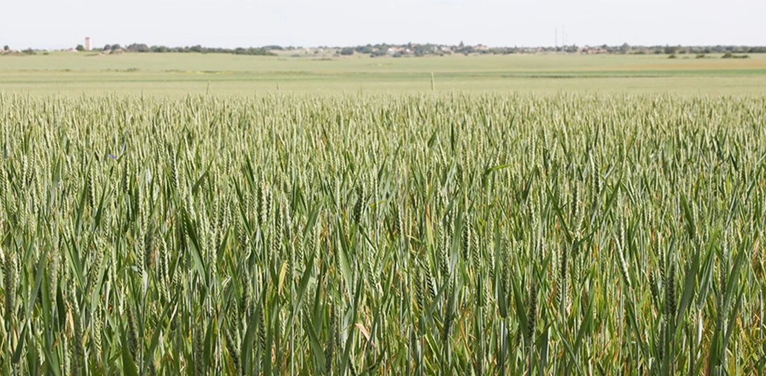 UPA reclama un plan urgente para el cereal