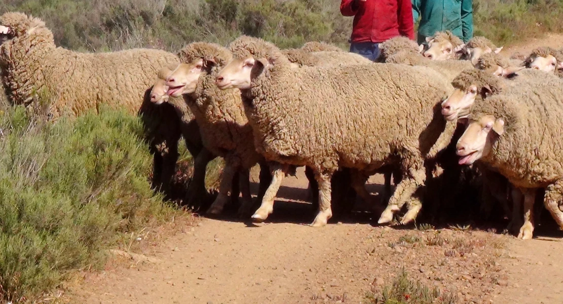 Más de 700.000 € para la recuperación de vías pecuarias de Extremadura