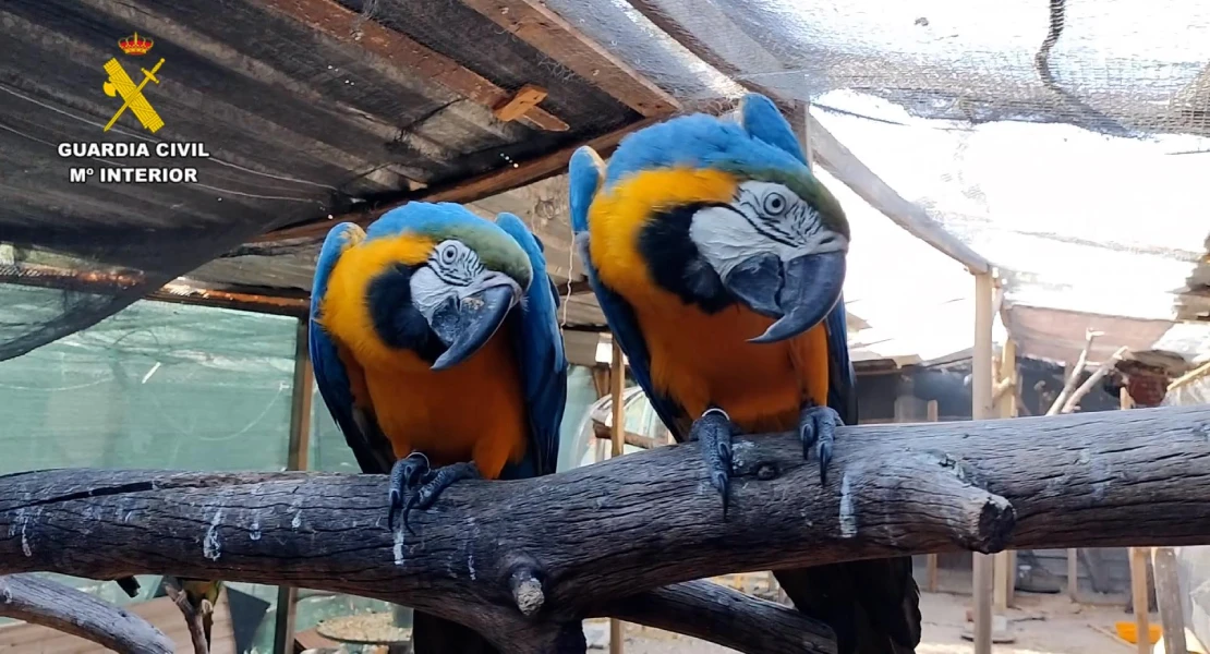 Operación contra el tráfico de especies protegidas en Extremadura: hay 5 detenidos y 18 investigados