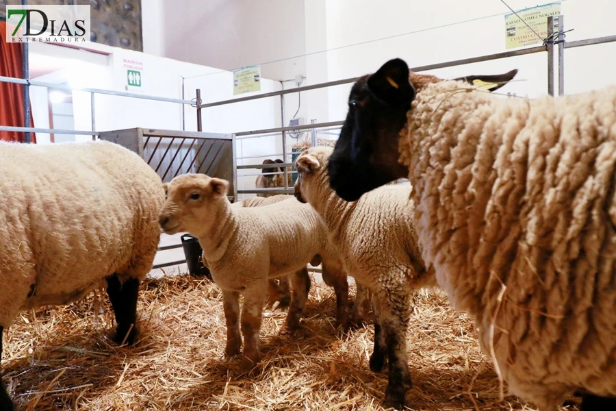 Tradición con arraigo: la feria ganadera de Alconchel celebra 184 años de historia