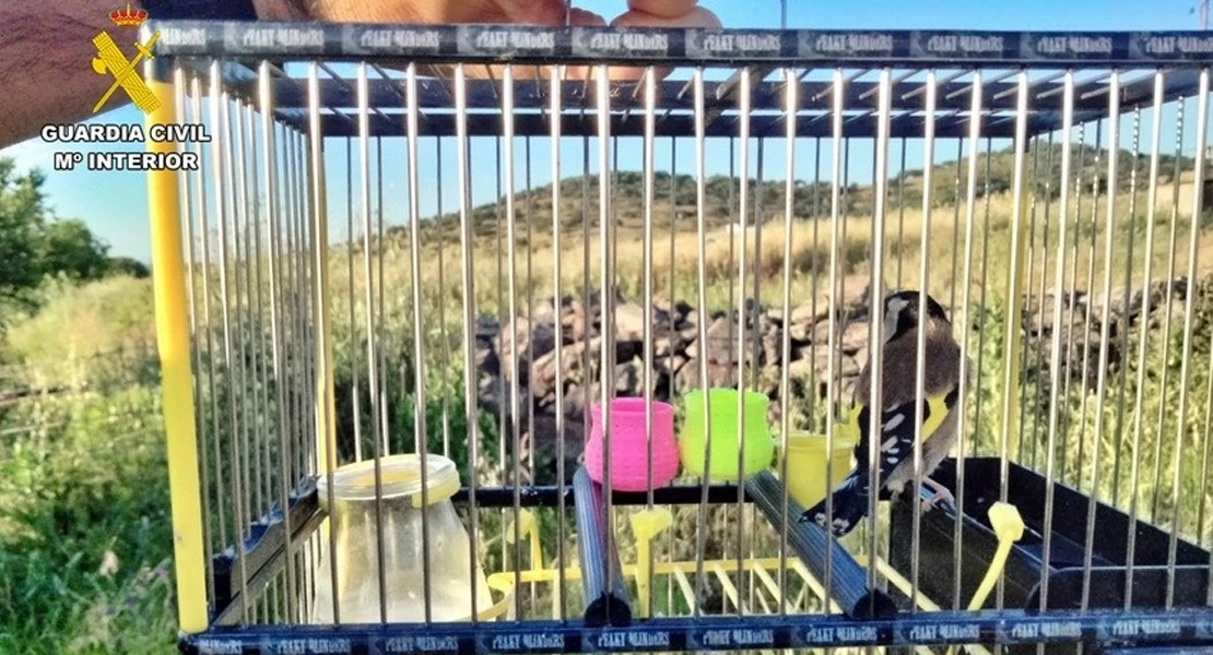 Sorprenden a un vecino de Badajoz cazando aves con artes prohibidas: usaba pegamento