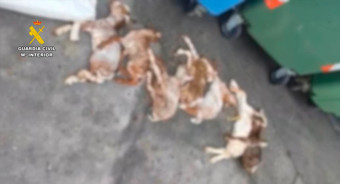 Investigado por tirar siete animales a un contenedor en Serradilla (CC)
