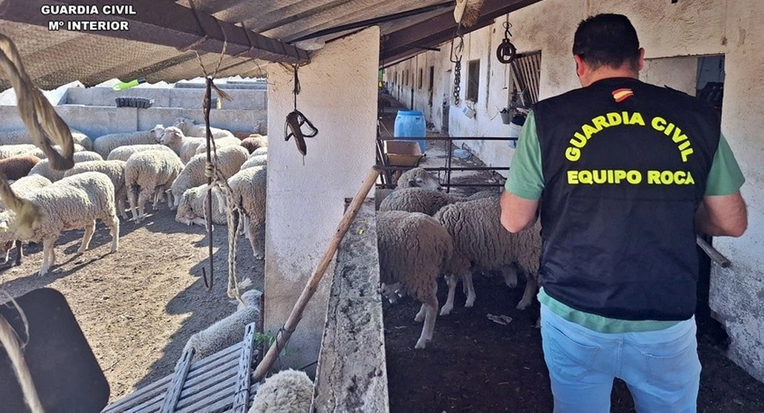 Investigados tres vecinos de Azuaga por el robo de ganado y maquinaria en fincas