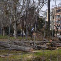 Denuncian la tala de árboles y otras especies en Mérida: "Debería llamarse 'concejalía de Desiertos'"