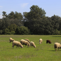 28 M€ en ayudas para explotaciones ovinas y de cereza en Extremadura