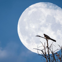 La luna llena de mayo se acerca: cuándo podremos verla
