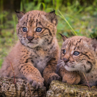 Buena noticia para el lince ibérico: crece su población en el último año