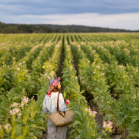 Abonan más de 4 M€ en ayudas a productores de tabaco en Extremadura