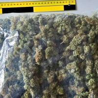 Detenido tras huir de la Guardia Civil en Moraleja: ocultaba 544 gramos de cogollos de marihuana