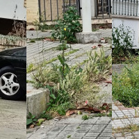Critican el estado de insalubridad en una calle de Mérida: “ratas, garrapatas y maleza”