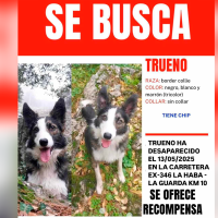 La familia de Trueno, un perro desaparecido tras un accidente en La Haba, pide ayuda para encontrarlo