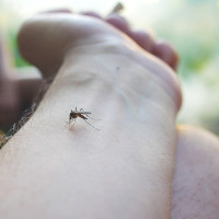 "Va a ser un verano plagado de mosquitos”