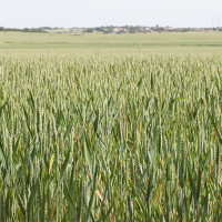 UPA reclama un plan urgente para el cereal
