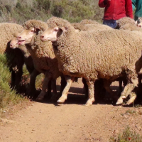Más de 700.000 € para la recuperación de vías pecuarias de Extremadura