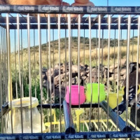 Un vecino de Badajoz usa pegamento para cazar aves