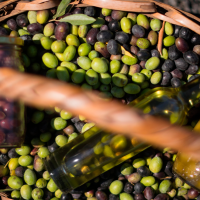 Extremadura podría perder 150 millones por "prácticas abusivas en el mercado del aceite"