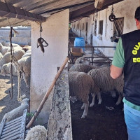 Investigados tres vecinos de Azuaga por el robo de ganado y maquinaria en fincas