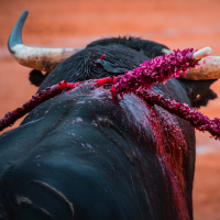 Badajoz presenta los carteles de la Feria Taurina de San Juan 2025 con figuras internacionales