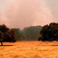 Desactivado el nivel 1 por el incendio forestal en Madrigalejo