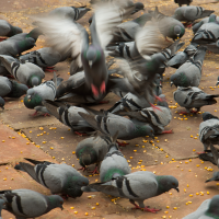 Plaga de palomas: un problema para la conservación del patrimonio cultural de Extremadura