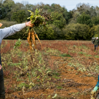 La agricultura extremeña perderá 12,6 millones si Europa aprueba aranceles a fertilizantes