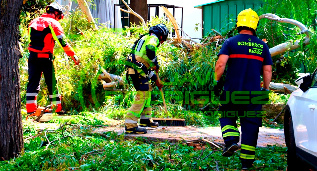 Susto en el parque de Castelar: cae una rama de grandes dimensiones