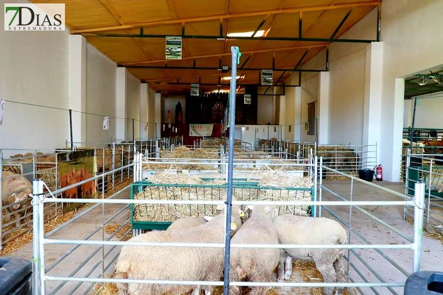 Tradición con arraigo: la feria ganadera de Alconchel celebra 184 años de historia
