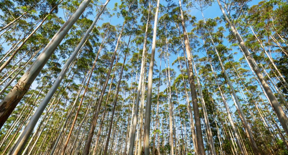 Eucaliptos para luchar contra el cambio climático en Extremadura: "Una gran falacia"