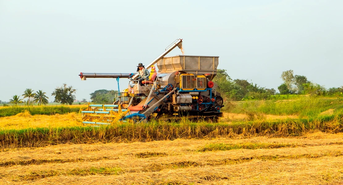 Extremadura podría perder la producción de arroz en la región