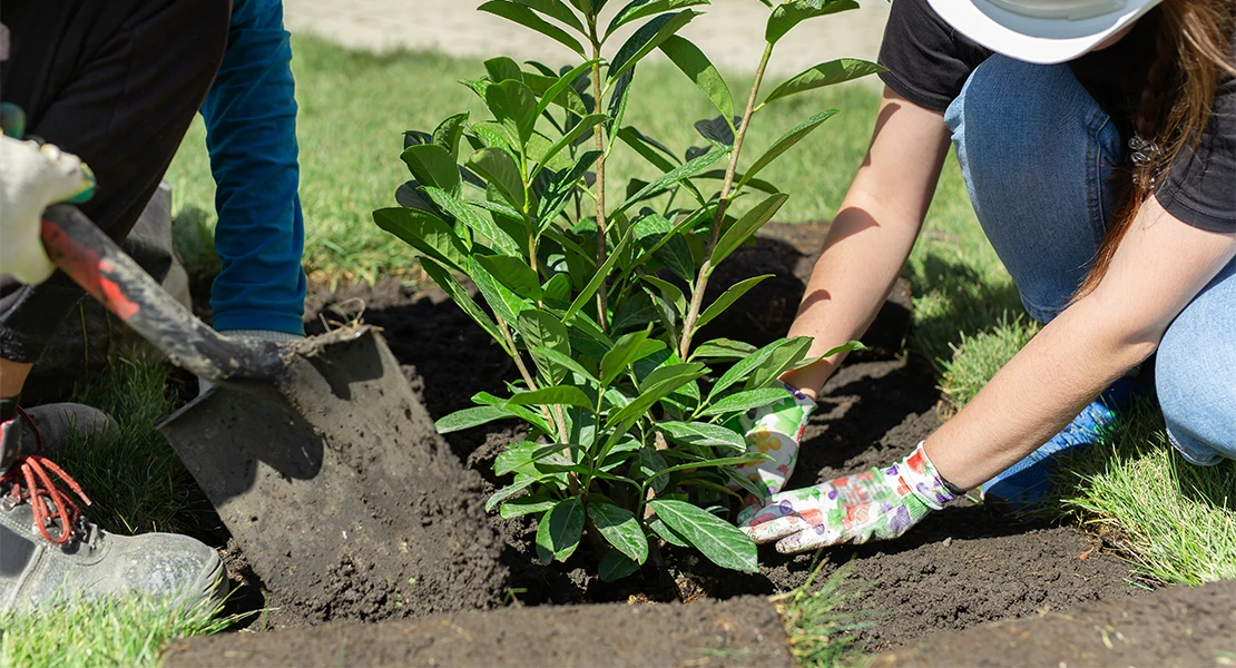 Badajoz plantará más de 2.000 nuevos árboles en otoño