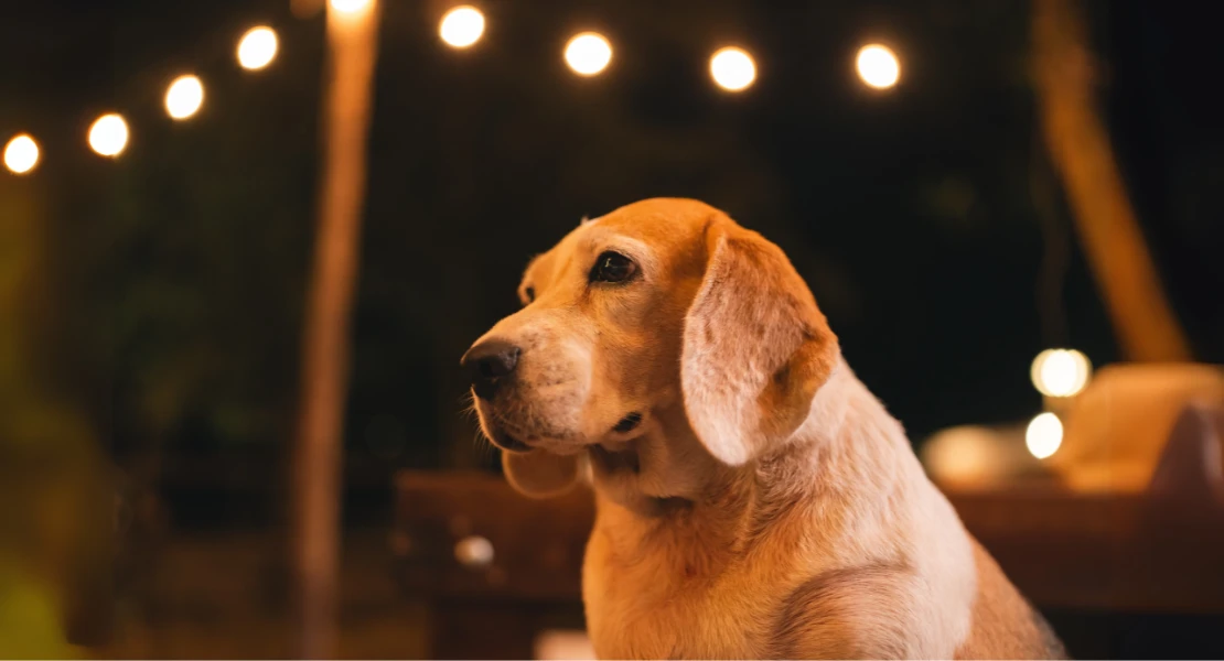 Tips para saber cómo cuidar de tu mascota en la Noche de San Juan