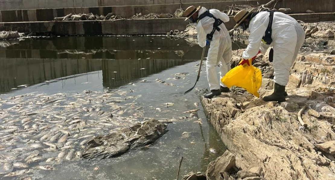Retiran cientos de peces muertos para evitar una crisis ambiental en Extremadura