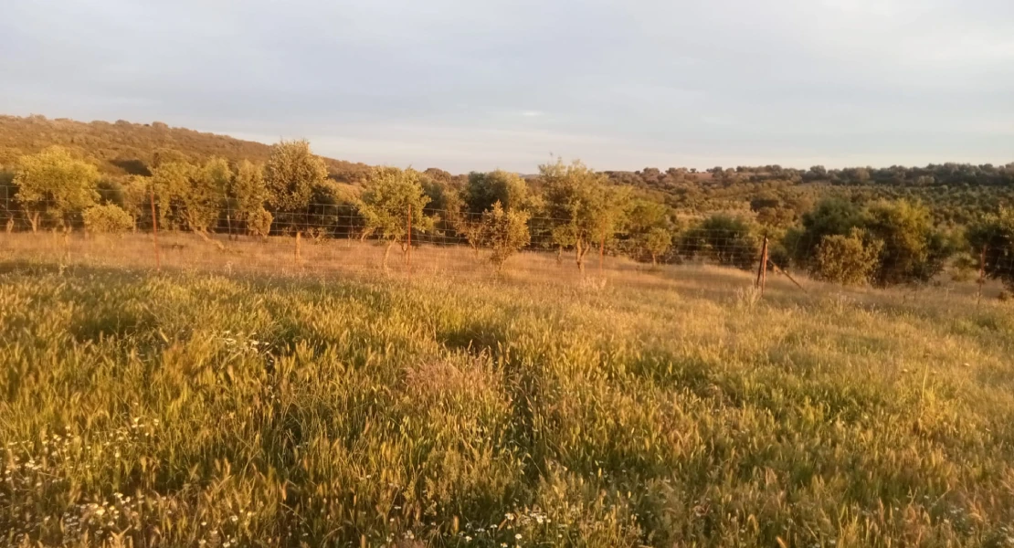 Desertificación y sequía: Extremadura debe tomar medidas "o lo pagaremos caro"