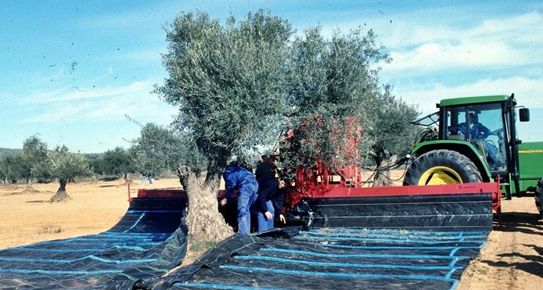 Ayudas para el olivar y la viña de secano afectados por la sequía en Extremadura
