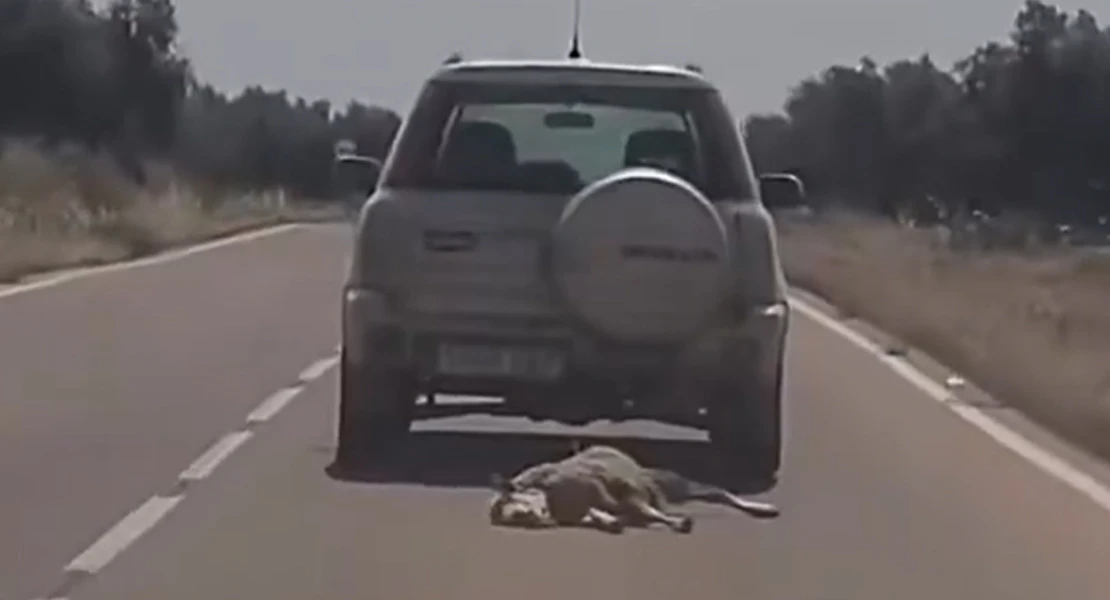 Pillan al conductor que arrastró a un animal por la EX-104 enganchado al coche