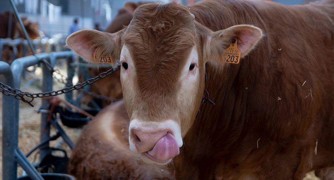 Destinan más de 3 M€ a Extremadura para la erradicación de enfermedades animales