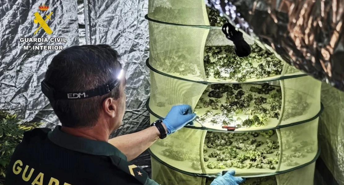 Detenida una pareja de Almendralejo por cultivar marihuana: uno de ellos estaba en busca y captura