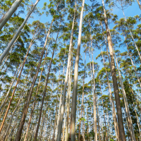 Eucaliptos para luchar contra el cambio climático en Extremadura: "Una gran falacia"