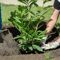 Badajoz plantará más de 2.000 nuevos árboles en otoño
