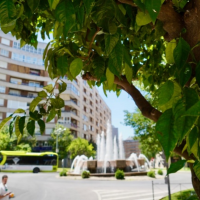 El Ayto. suelta 180.000 insectos para proteger los árboles de Badajoz
