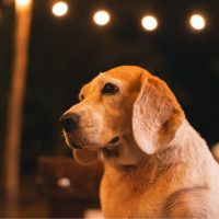 Tips para saber cómo cuidar de tu mascota en la Noche de San Juan