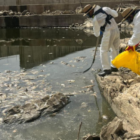 Retiran cientos de peces muertos para evitar una crisis ambiental en Extremadura