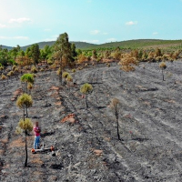 Detienen a los presuntos autores del incendio que activó el Nivel 1 del INFOEX en Manchita