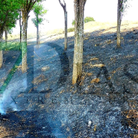Susto en Cerro de Reyes: los vecinos alertan de un incendio cerca de sus viviendas